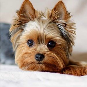 Meet your Posher, Posh